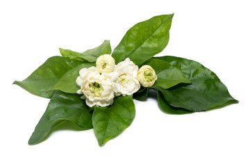Jasmine (Arabian jasmine) flowers isolated in white background with clipping path.