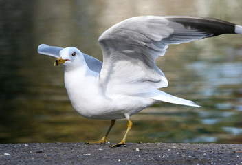 Sea Gull with outstretched wings looking for food