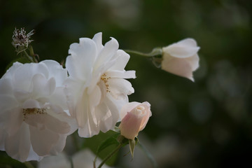 Obraz premium rose flower