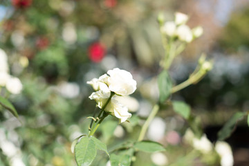 Fototapeta premium rose flower
