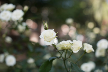 Fototapeta premium rose flower