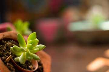 Succulent plants detail photograph