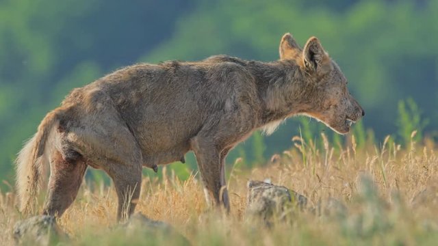 Female Wolf hunting prey and eating carcass in the mountain