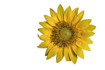 Sun flower in isolate white background with clipping path.