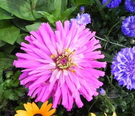 Obraz premium pink flower