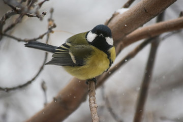 Obraz na płótnie Canvas Winter bird