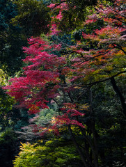 autumn leaves　　 red　leaves 