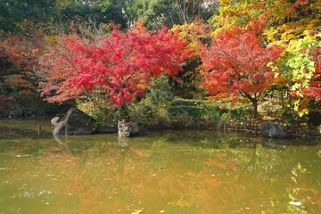 Tokyo,Japan-November 29,2018: A Japanese garden in early winter in Tokyo
