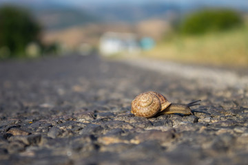 Snail on asphalt road