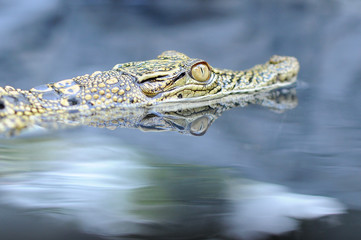 crocodile