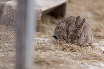 cute brown bunny with hay