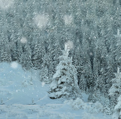 Fairy tale winter background during heavy snow fall. Mid winter cold in the mountains