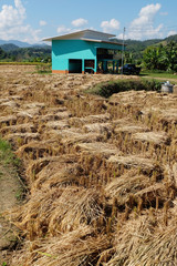 Ricefield at Mae Hong Son, Thailand