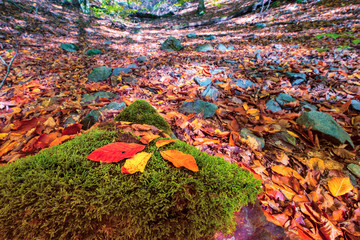 Top view different fallen leaves on ground