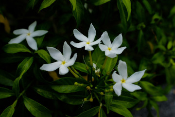 Obraz na płótnie Canvas Sampaguita Jasmine white flower on blurred background