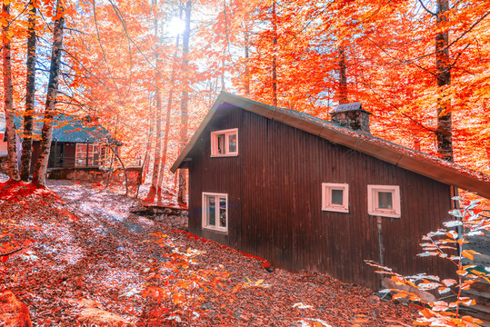 Wooden forest house or cabin.Autumn season concept.