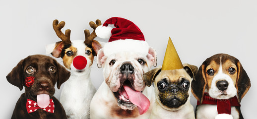 Group of puppies wearing Christmas costumes to celebrate Christmas