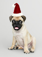 Adorable Pug puppy wearing a Christmas hat