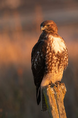 Red-tailed hawk, seen in the wild in North California (Silicon Valley) 