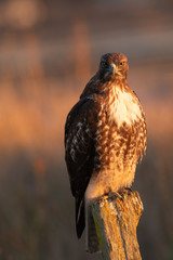 Red-tailed hawk, seen in the wild in North California (Silicon Valley) 