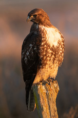 Red-tailed hawk, seen in the wild in North California (Silicon Valley) 