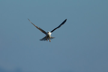 Forster's tern about to dive into the San Francisco Bay