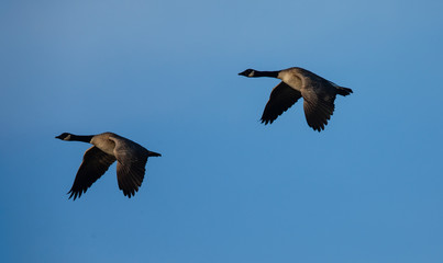 Canada geese flying together, seen in the wild near the San Francisco Bay