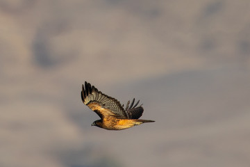 Red-tailed hawk flying, seen in the wild in North California