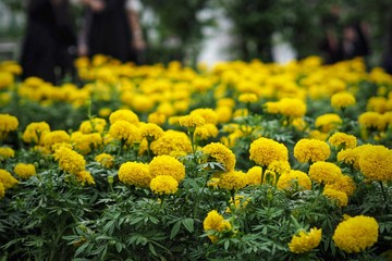 Mexican marigold or American marigold in Garden.