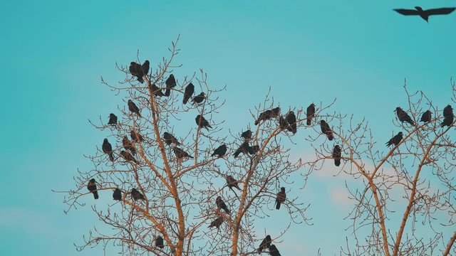 flock of birds crows blue sky autumn taking off from a tree. a flock of crows black bird dry tree. lifestyle birds ravens in the sky. a flock of crows concept