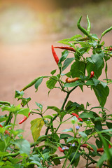 chilli padi / thai pepper on tree in chilli garden