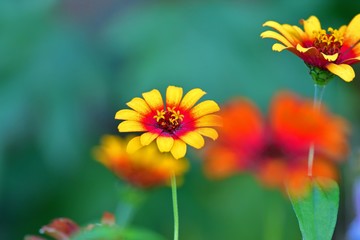 きれいに咲いた百日草