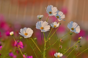 西日を浴びて輝く白いコスモス