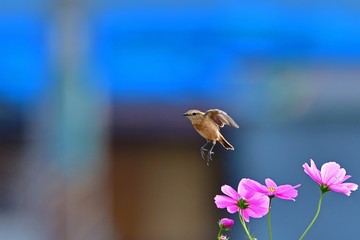 コスモス畑で戯れるノビタキ