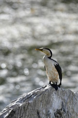 water bird wait for a food