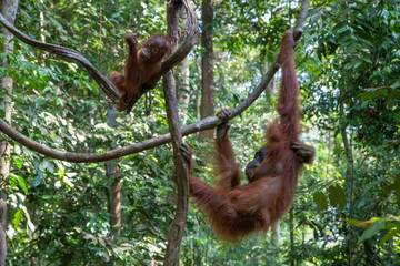 Mother and baby orangutan in the jungle of Sumatra, Indonesia