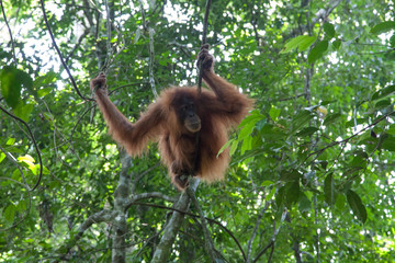 An orangutan on a tree in the jungle of Sumatra, Indonesia