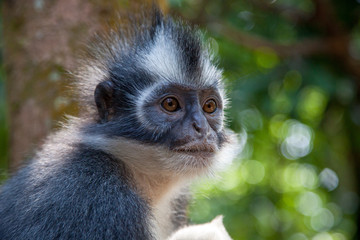 North Sumatran Dusky Leaf Monkey