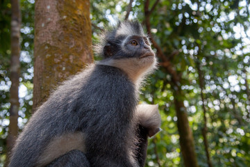 North Sumatran Dusky Leaf Monkey