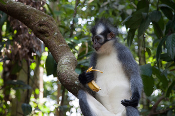 North Sumatran Dusky Leaf Monkey Eating a Banana