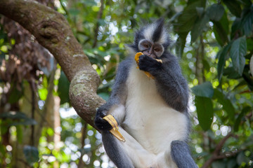 North Sumatran Dusky Leaf Monkey Eating a Banana