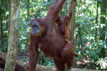 Mother and baby orangutan in the jungle of Sumatra, Indonesia
