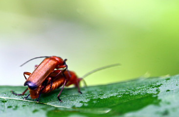 Bugs love