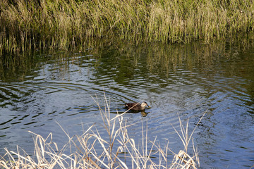 泳ぐ鴨