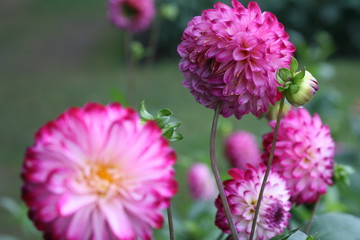 Dahlienblüten