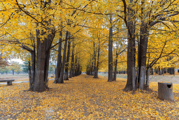 Fototapeta premium Gingko Woods
