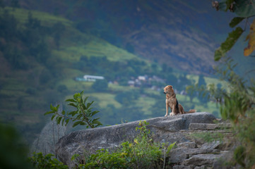 a dog sitting on the rock at the high mountain