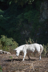 Obraz premium white horse in high mountain