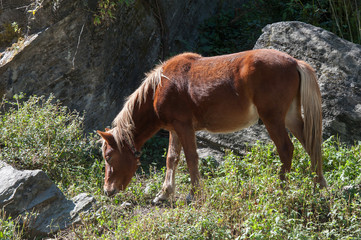 horse in high mountain