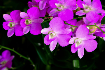 Fototapeta na wymiar Thai orchids for background decoration